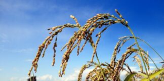 Dal Crea volume sui cambiamenti della risicoltura in Italia ed Europa