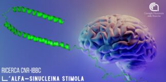 L’alfa-sinucleina stimola le cellule staminali neurali