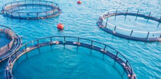 Acquacoltura, trend positivo e attenzione alla sostenibilità