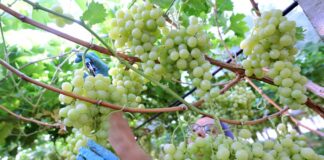 Agricoltura, nuovo programma di promozione del vino della Sardegna