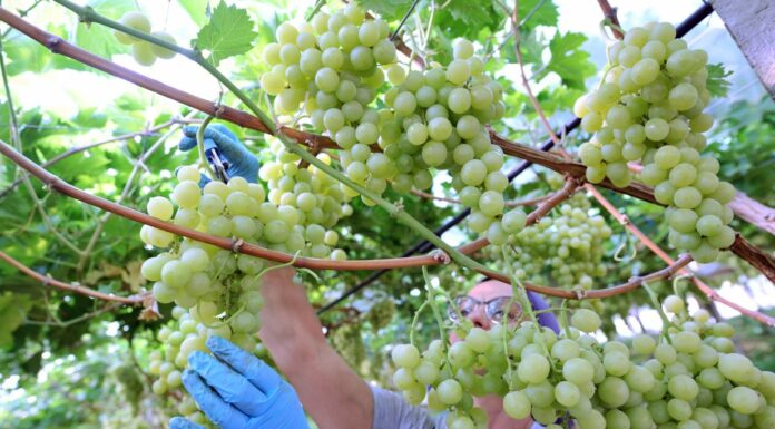 Agricoltura, nuovo programma di promozione del vino della Sardegna