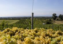 Vendemmia, il Veneto primeggia ma diminuiscono i prezzi delle uve rispetto al 2024