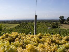 Vendemmia, il Veneto primeggia ma diminuiscono i prezzi delle uve rispetto al 2024