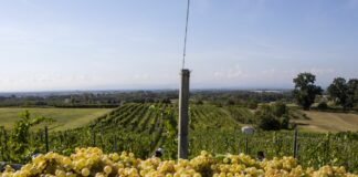 Aumentano i vigneti, E.Romagna autorizza altri 520 nuovi ettari