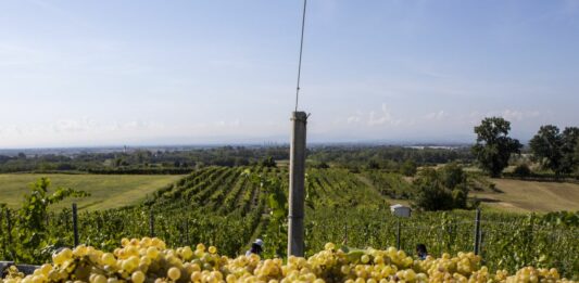 Vendemmia, il Veneto primeggia ma diminuiscono i prezzi delle uve rispetto al 2024