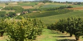 Produzione nocciole in calo per meteo e parassiti