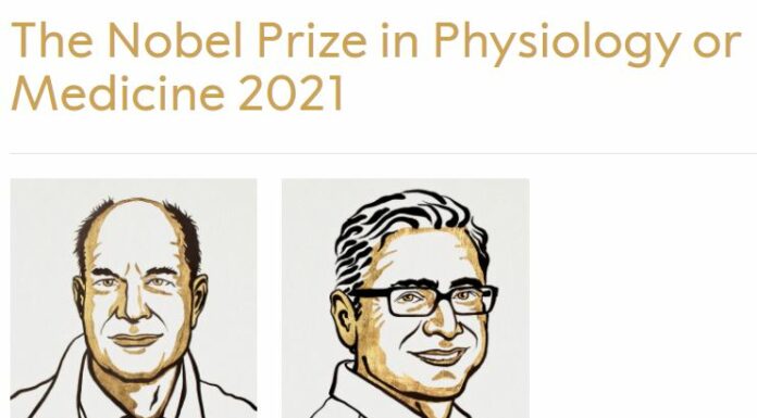 Il Nobel per la medicina agli studi sui recettori di temperatura e tatto