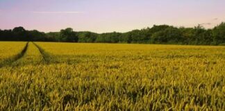 Agricoltura in Toscana, bandi per biologico e coltivazioni aree montane