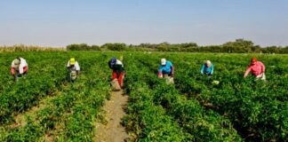 Agronetwork, Sara Farnetti nuova presidente