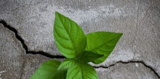 Ogni settimana l’Italia consuma 50mila mq di suolo