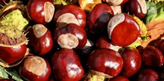 Castagna, protocollo Regione Toscana e Anci per valorizzare il settore