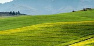 Agricoltura, dalla Regione Emilia Romagna 8mln di risorse straordinarie