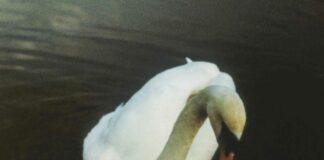 Ludovico Einaudi, il 21 gennaio esce “Underwater”