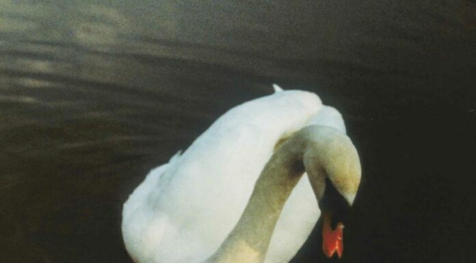 Ludovico Einaudi, il 21 gennaio esce “Underwater”