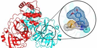 L’eugenolo potenziale antivirale contro il Covid-19