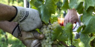 FVG, Zannier “Due milioni di investimenti in viticoltura”