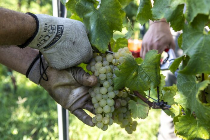 VENDEMMIA 2020 CANTINA IL NETTARE DEI SANTI