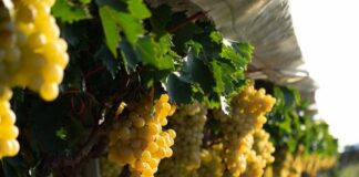 Igp “Uva di Puglia” punta a triplicare i volumi del 2020