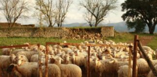 Blue tongue, Murgia e Nieddu incontrano gli allevatori in Sardegna