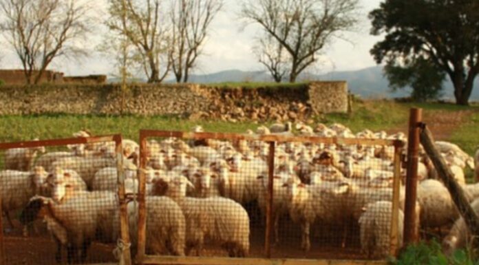 Blue tongue, Murgia e Nieddu incontrano gli allevatori in Sardegna