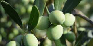 Camminata tra olivi, promozione Sardegna con eccellenze agroalimentari