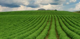 Agricoltura, in Emilia Romagna diventa anche sociale