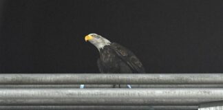 Inneggia al duce, sospeso addestratore aquila Olympia