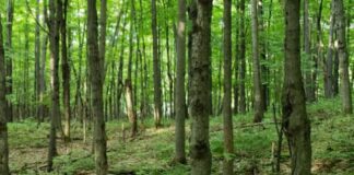 Regione Sardegna assume nuovi agenti forestali, concorso per 78 posti