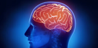 Humanitas, così il cervello si protegge dalle infiammazioni intestinali