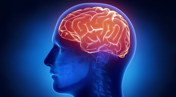 Humanitas, così il cervello si protegge dalle infiammazioni intestinali