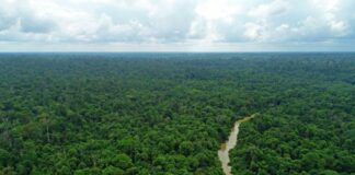 Pirelli e Bmw con Birdlife International per tutelare l’ecosistema in Indonesia