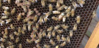 Covid, le api sono in grado di intercettare il virus durante il volo