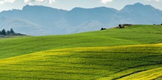 Agricoltura, circa 5 milioni per i giovani in Liguria