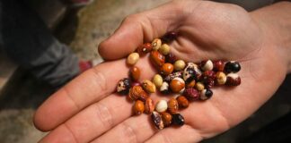 Social Film Production, non solo documentari