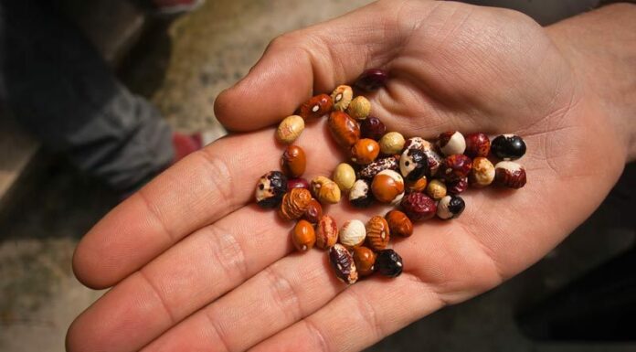 Social Film Production, non solo documentari