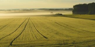 Agricoltura, al via campagna “Coltiviamo la Liguria”
