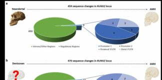La testa umana è tonda grazie a un gene “architetto”