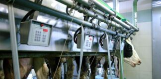 In Italia produzione latte +10-15% nei prossimi 5 anni