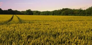 Bando giovani agricoltori in Basilicata, al via incontri sul territorio