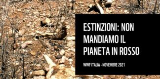 Wwf “Allarme estinzioni, il Pianeta rischia di andare in rosso”