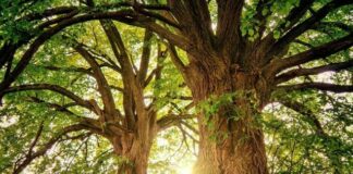 Emilia Romagna corridoio verde con “Mettiamo radici per il futuro”