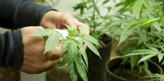 Malta, in Parlamento legge per coltivazione della cannabis in casa