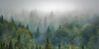 Da Commissione Ue tre proposte su disboscamento, suolo e rifiuti