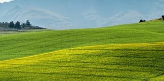 Estensione del Psr, disponibili 437 milioni per la Sardegna