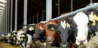 L’Efsa approva un additivo per mangimi che riduce il metano