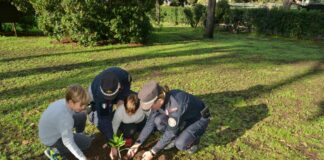 Centinaia di Alberi Falcone donati alle scuole