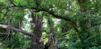 Il “Castagno dei 100 cavalli” dell’Etna è l’albero dell’anno