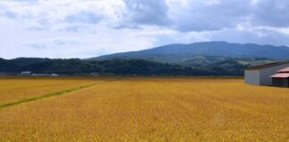 Sardegna, Argea avvia pagamento di altri 58 mln per imprese agricole