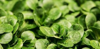 Dal Crea biocontrollo dei patogeni delle insalatine