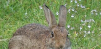 Censimenti della selvaggina, Regione Sardegna finanzia il monitoraggio